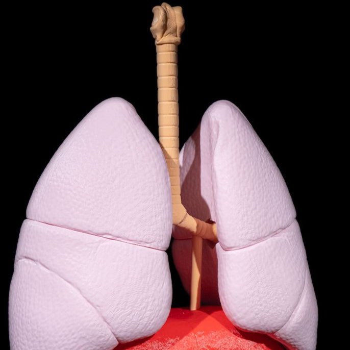 Lung Anatomical Model 3D Printer Model Files