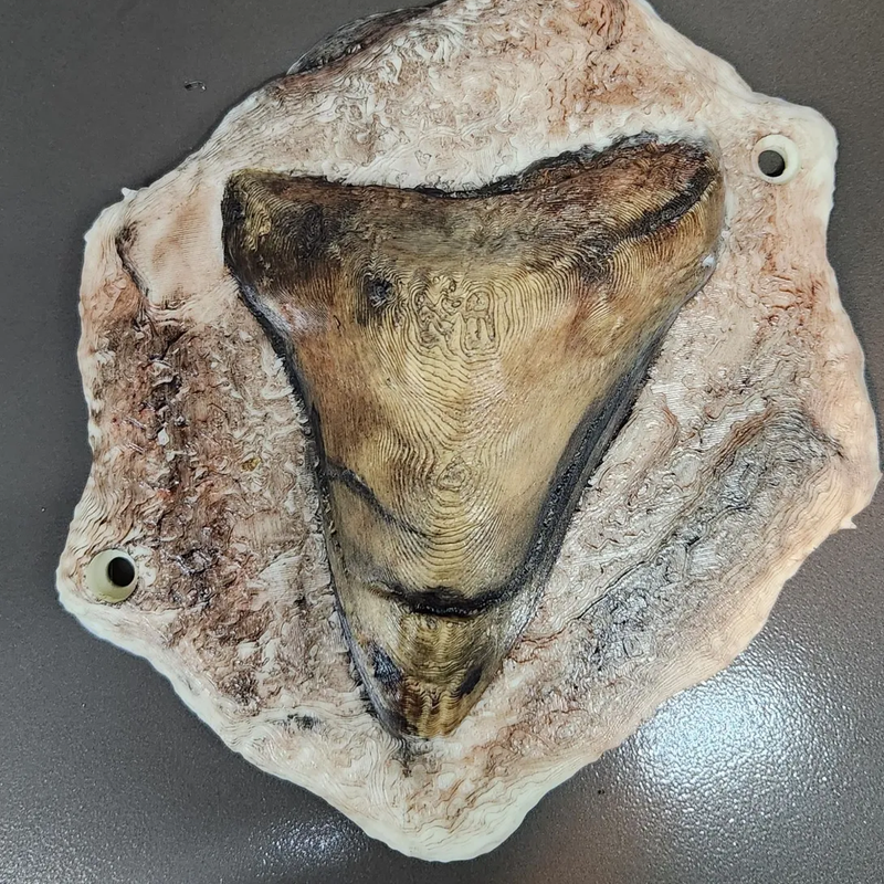 Megalodon Tooth Fossil | 3D Printer Model Files