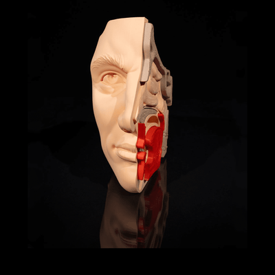 Nose and Sinus | 3D Printer Model Files