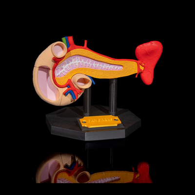 Pancreas Anatomical Model | 3D Printer Model Files