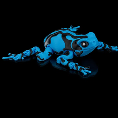 Poison Dart  Frog | Articulated | 3D Printer Model Files