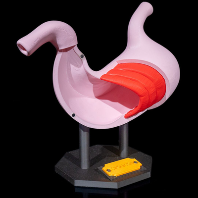 Stomach Anatomical Model | 3D Printer Model Files
