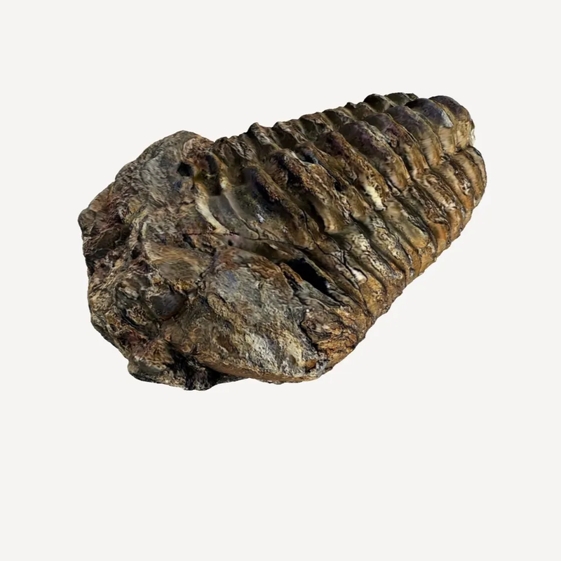 Trilobite Fossil Scan | 3D Printer Model Files