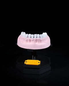 Upper and Lower Dental Arch | 3D Print Model